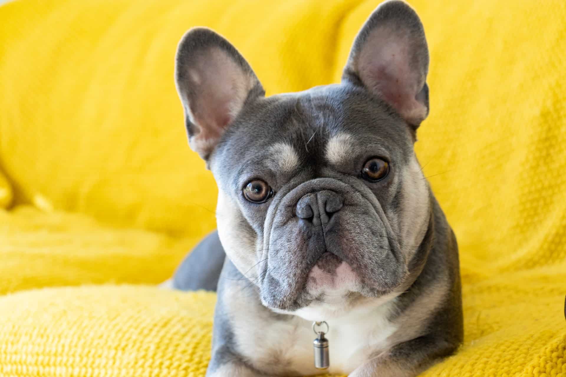 how much does a blue french bulldog cost