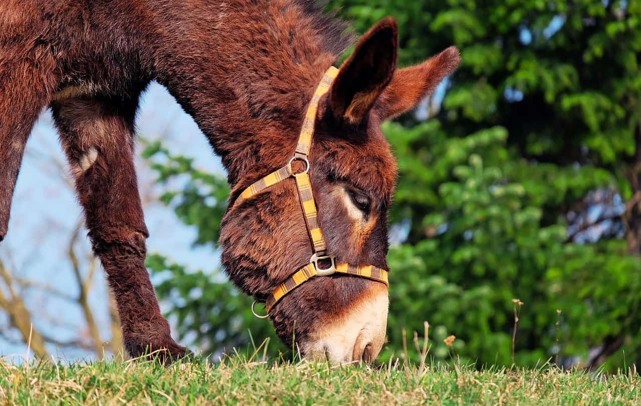 donkey facts