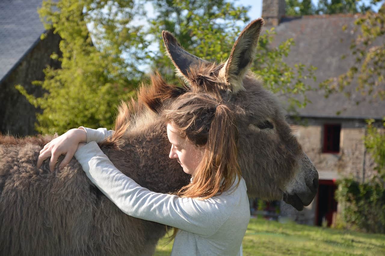 donkey, girl