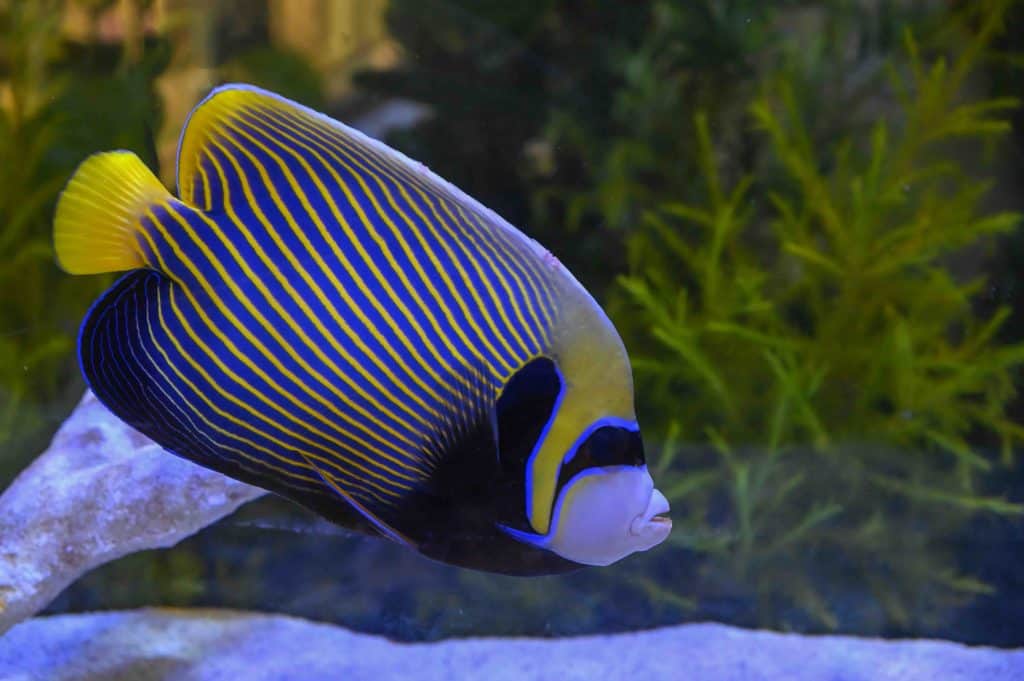 emperor angelfish