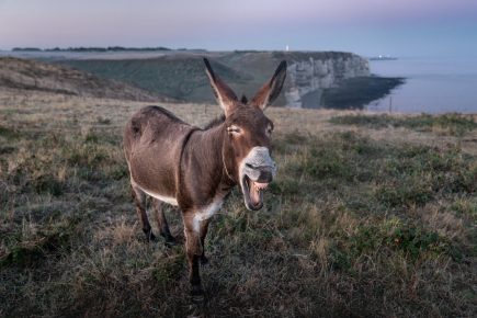 50 Donkey Facts That Will Make You Love This Little Ass - Facts.net