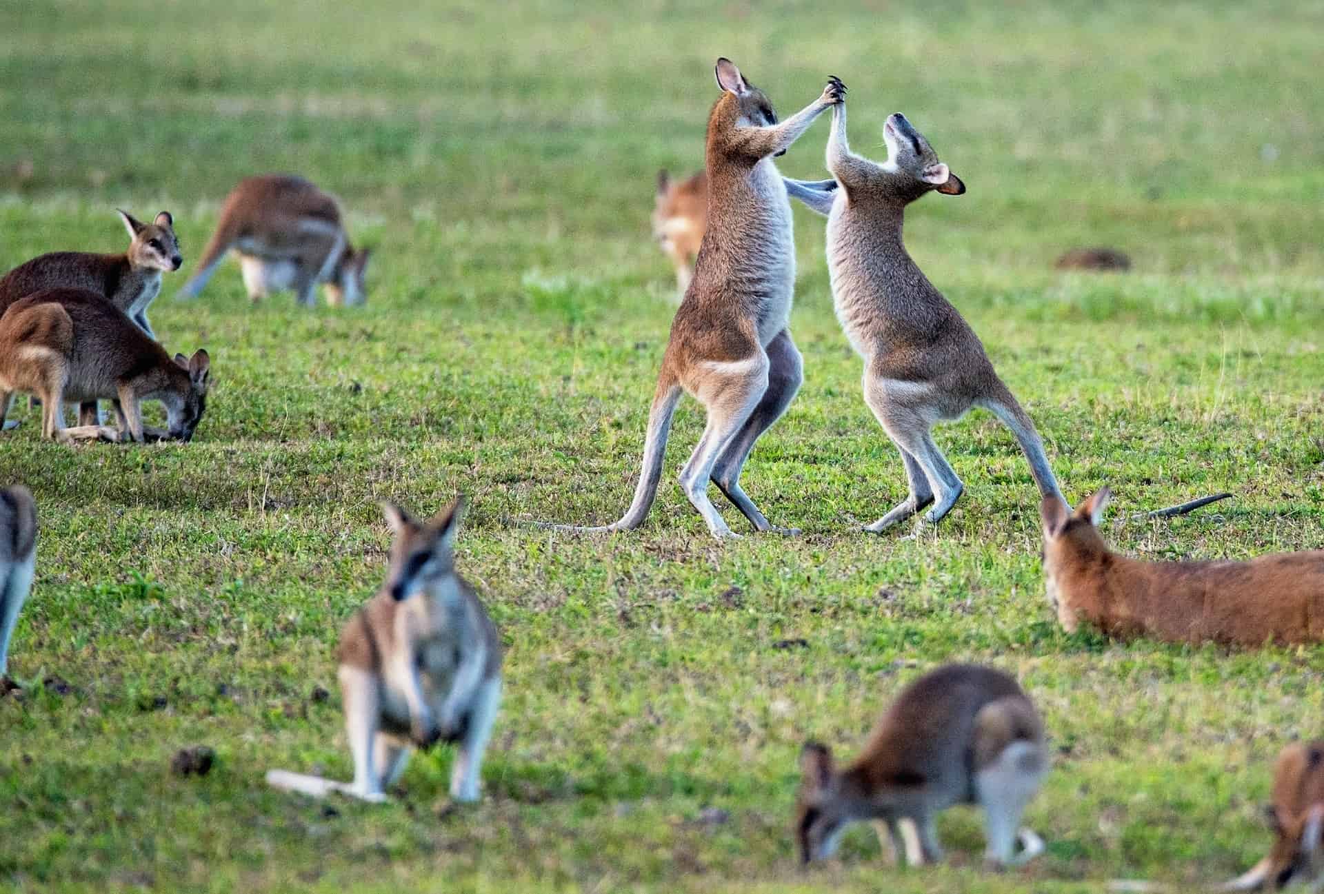 40 Kangaroo Facts That Will Make You Jump Into Action