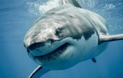 40 Great White Shark Facts Predator Of The Oceans 