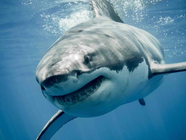 great white shark facts, great white shark smiling
