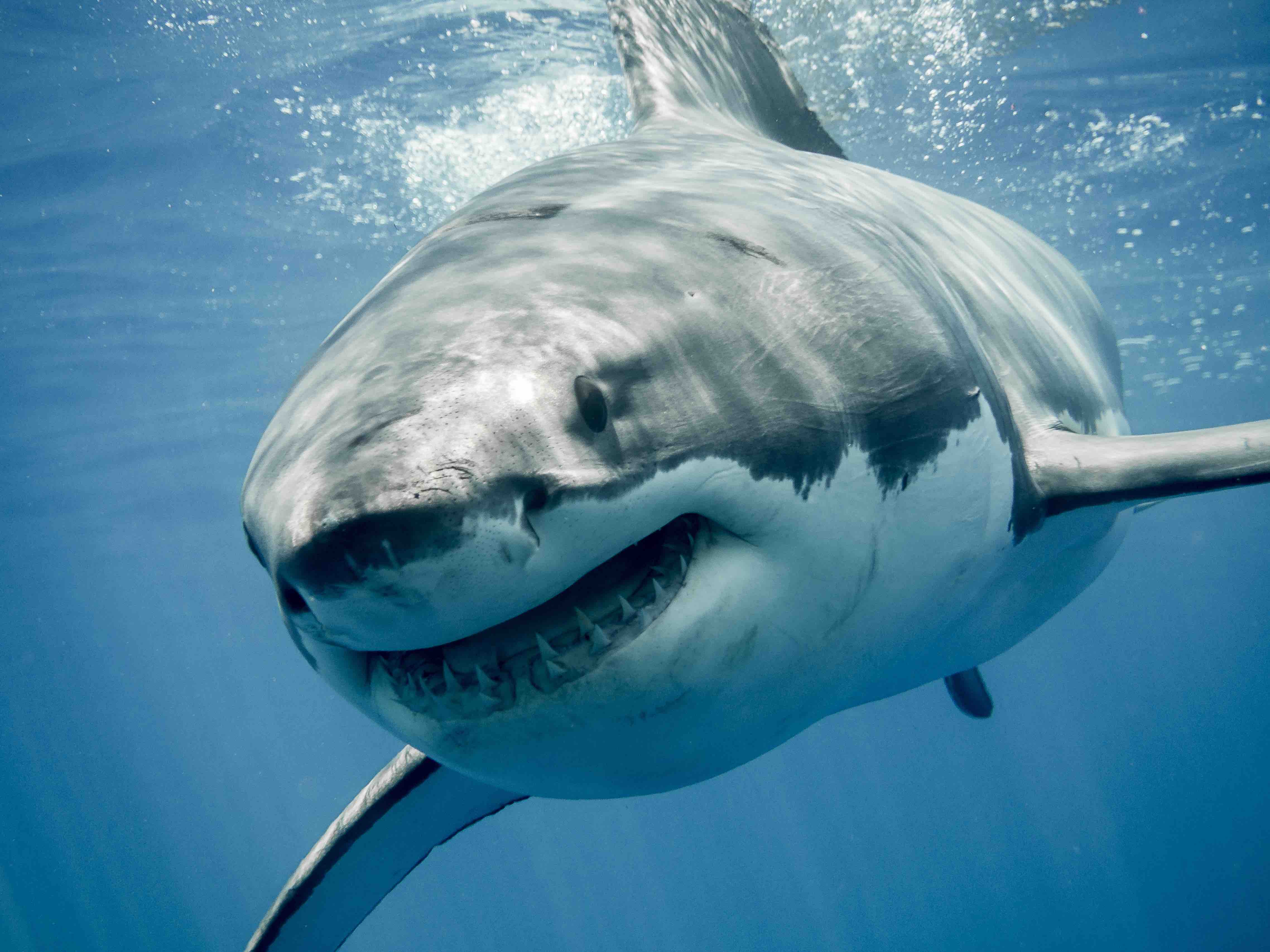 Great White Shark Mating Great White Shark Mating