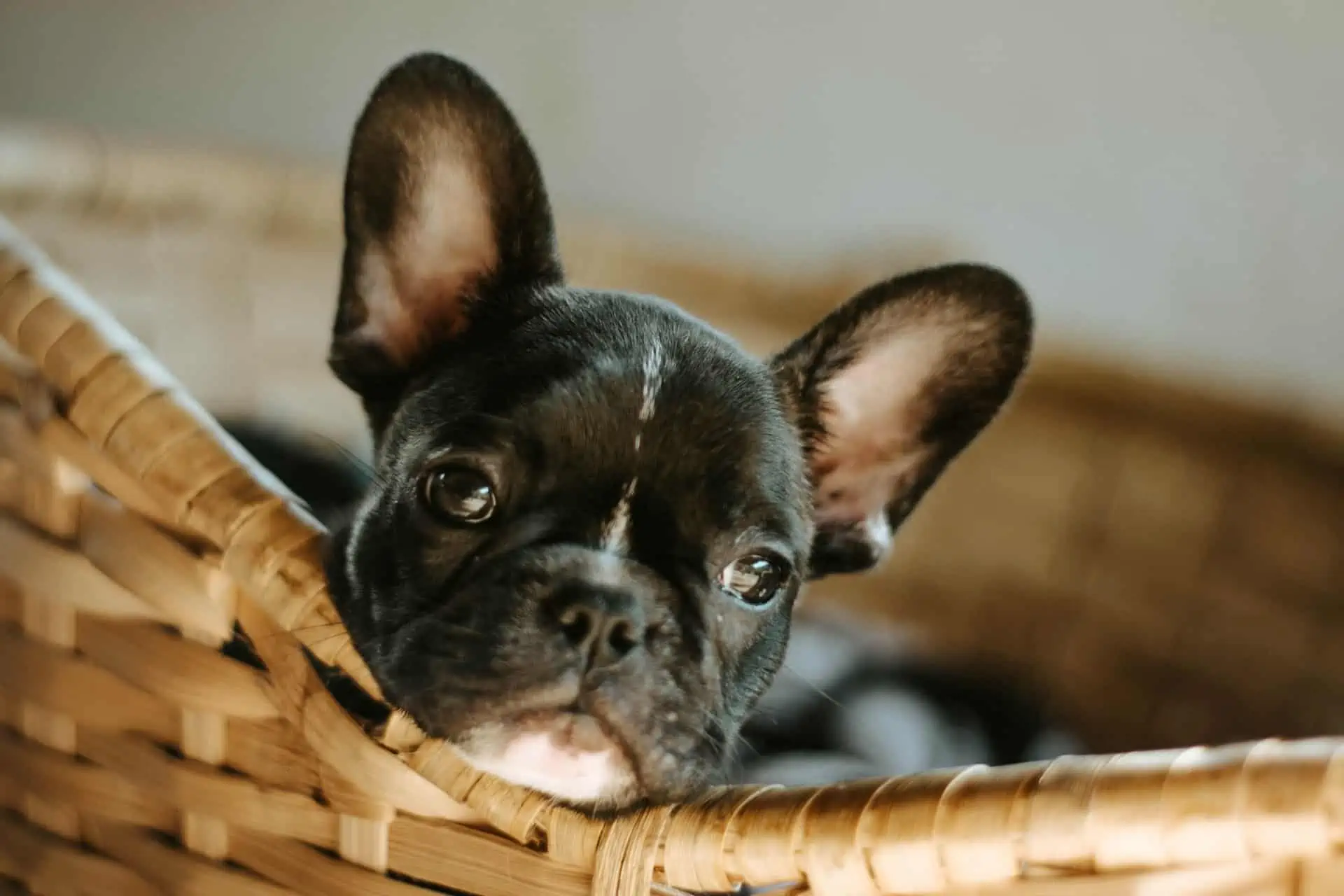 are french bulldogs born with pink noses