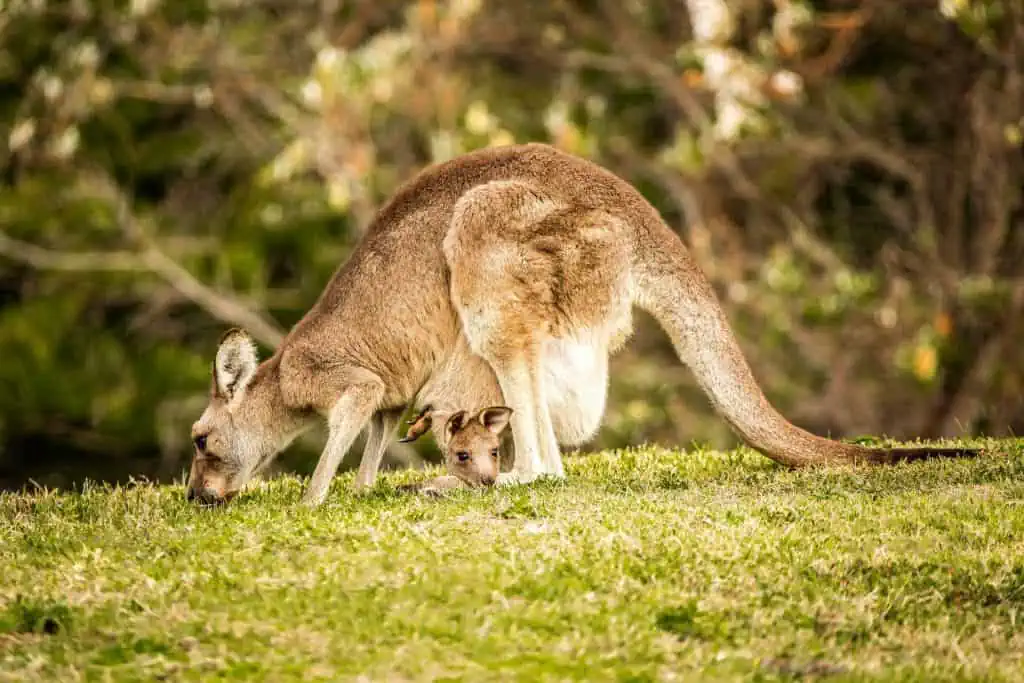 5 Kangaroo Joey Facts You've Never Heard Before