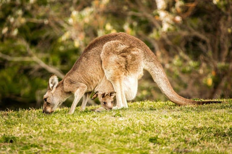 40 Kangaroo Facts That Will Make You Jump Into Action - Facts.net