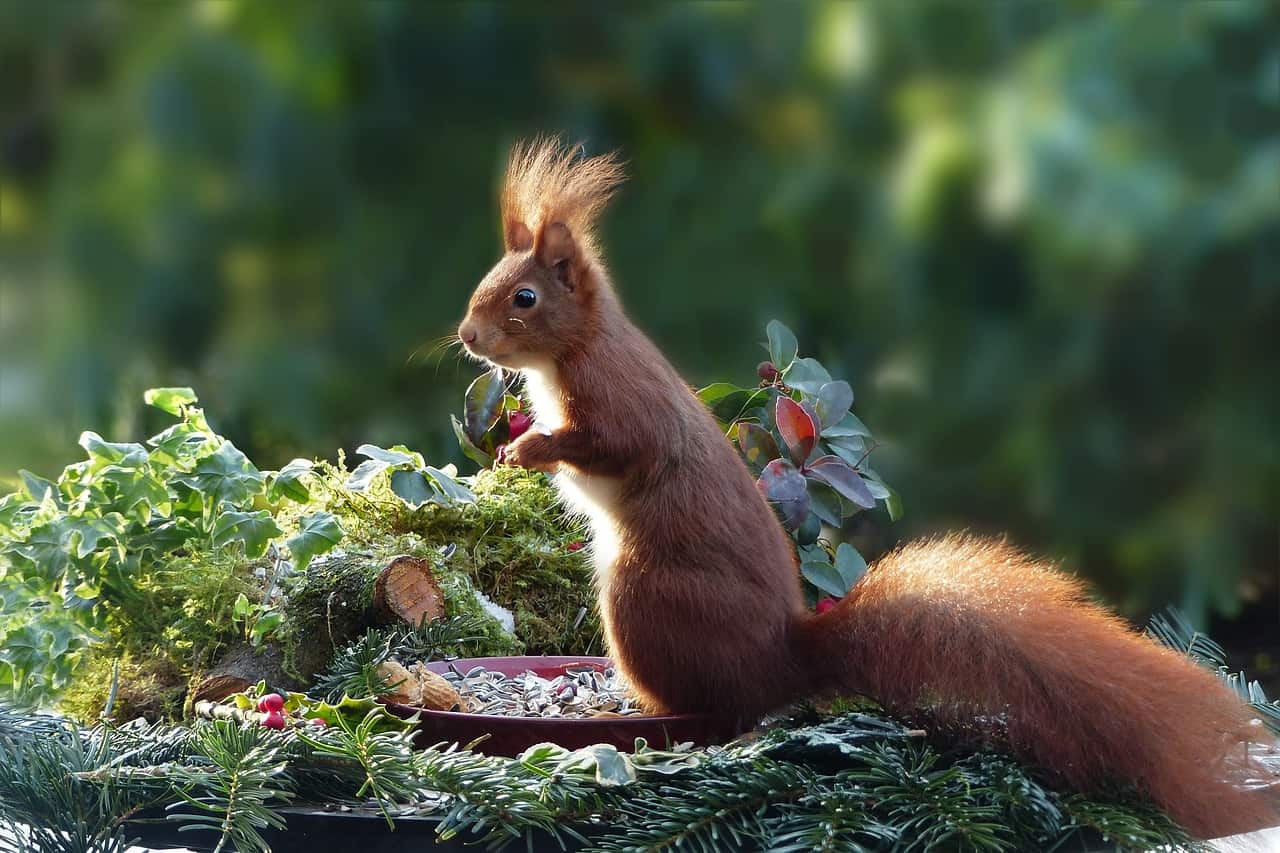squirrel