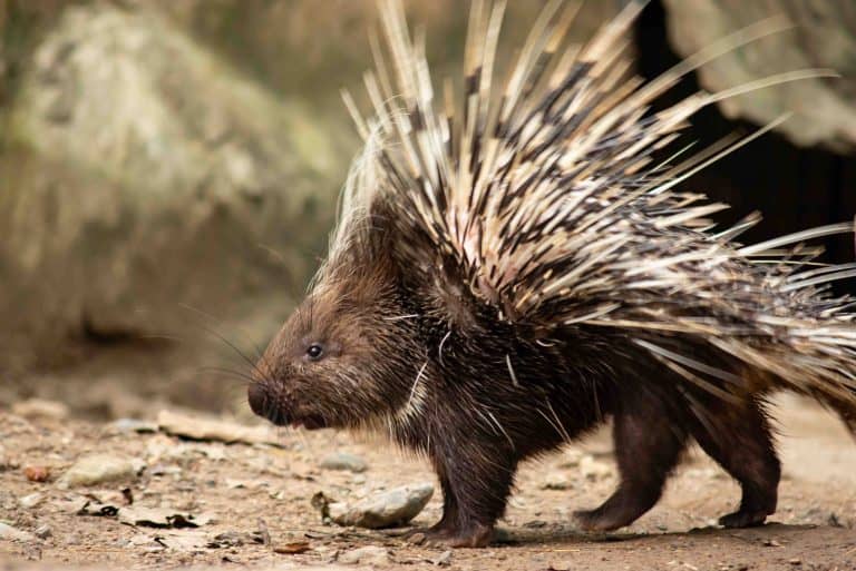 40 Porcupine Facts: World's Spiniest Rodents - Facts.net