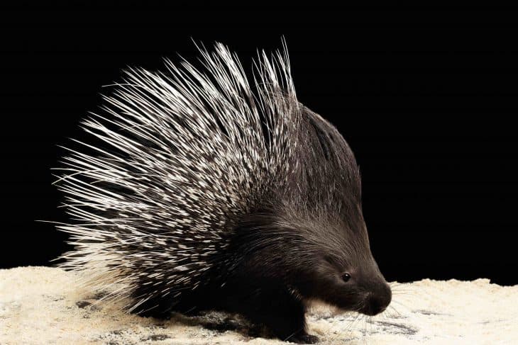 40 Porcupine Facts: World's Spiniest Rodents 