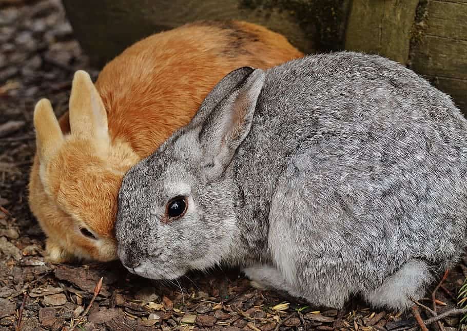 Bunny Vs Rabbit: Here Is The Difference Between These Two Animals