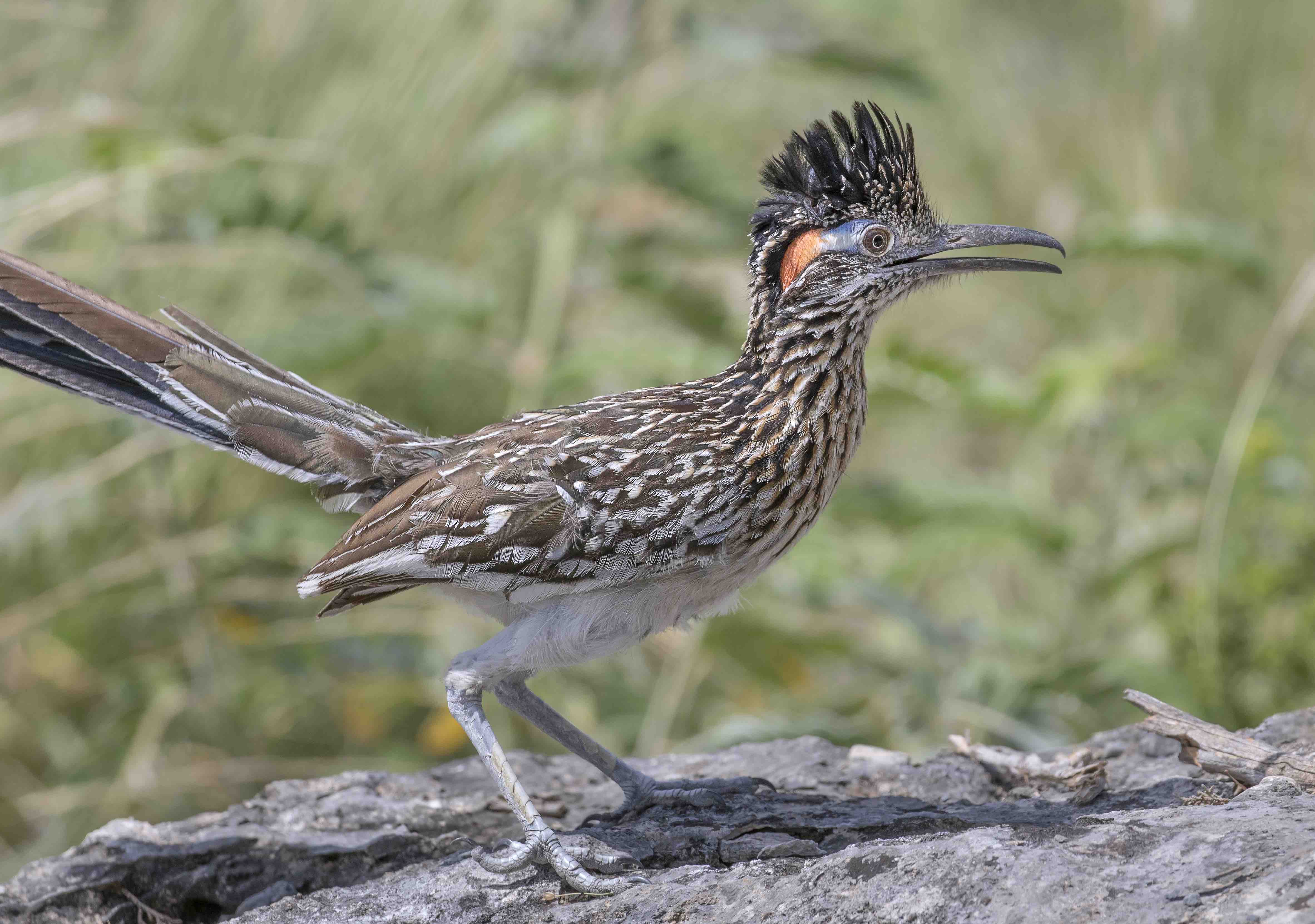 30 Roadrunner Bird Facts About These Fast Running Cuckoos 