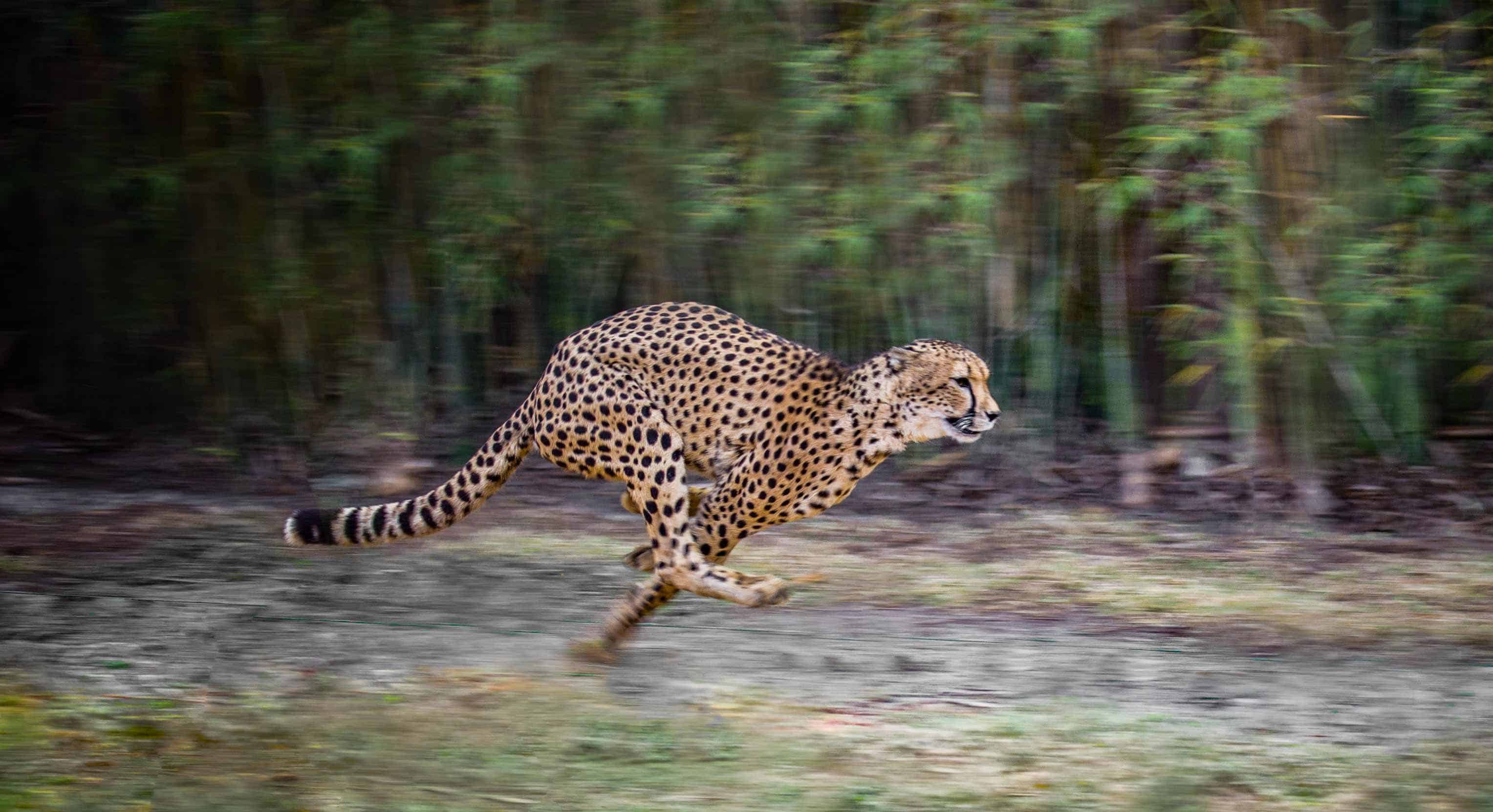 Fastest Animal in the World: A Race of 30 Animals 
