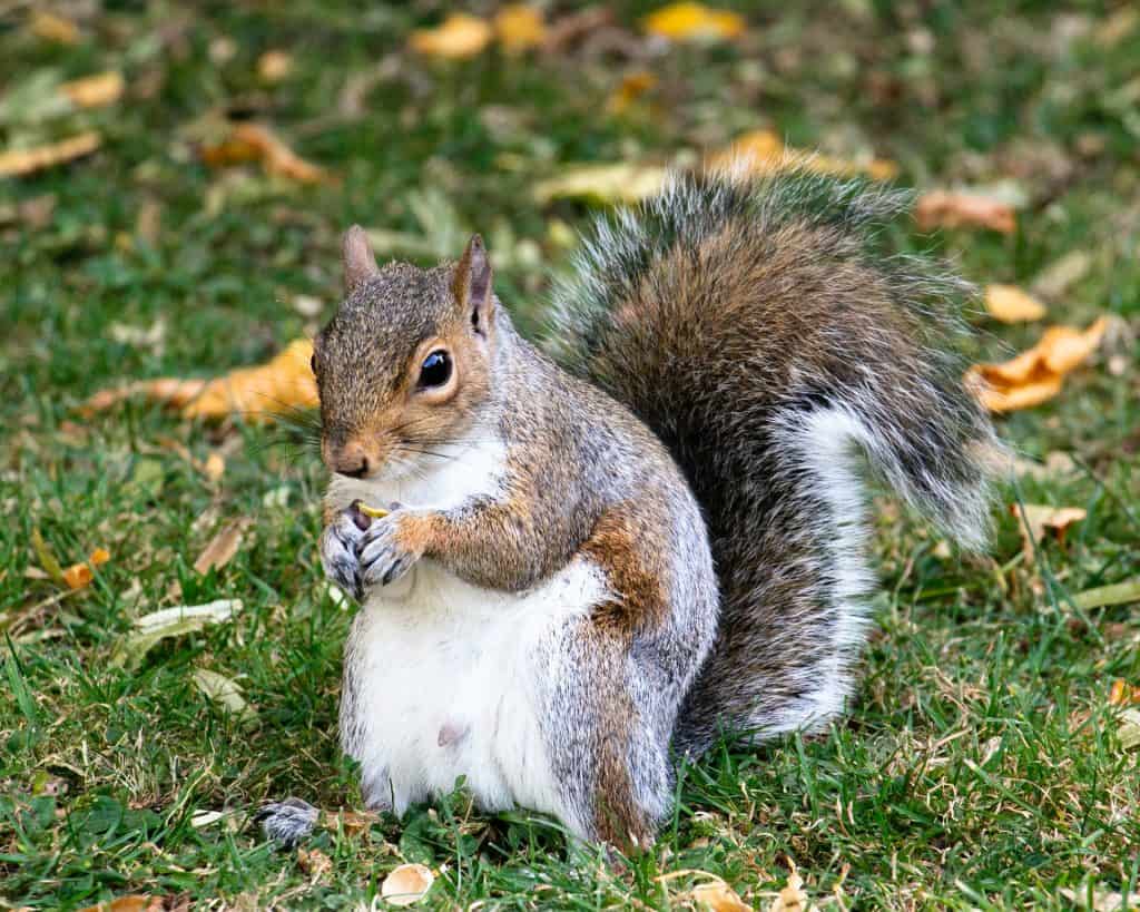 50 Squirrel Facts About These Adorable Critters - Facts.net