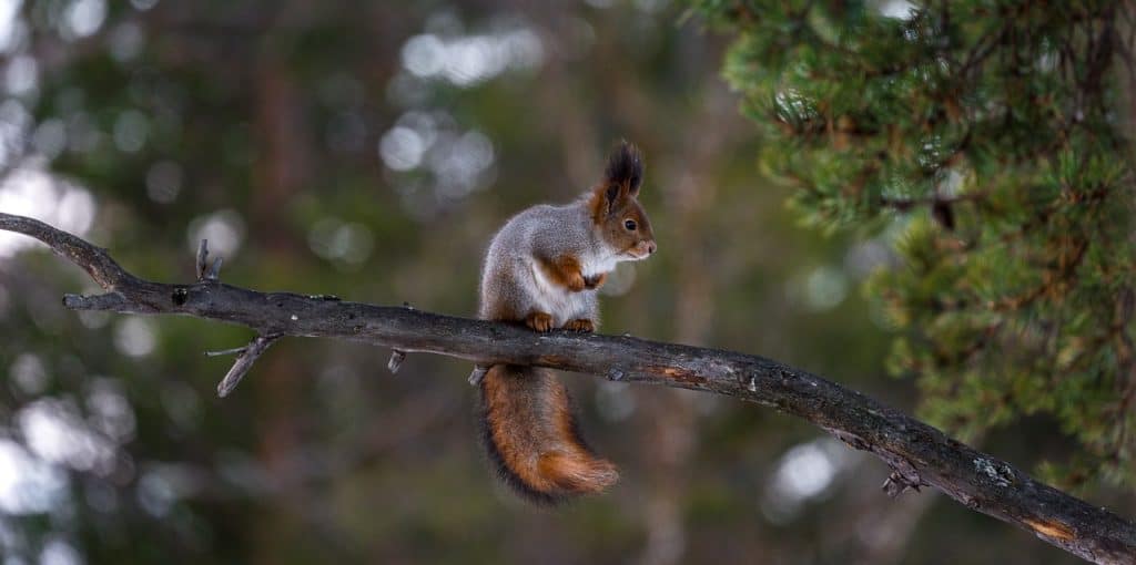 50 Squirrel Facts About These Adorable Critters - Facts.net