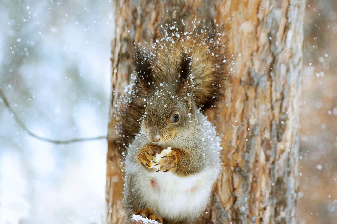 squirrel on a tree