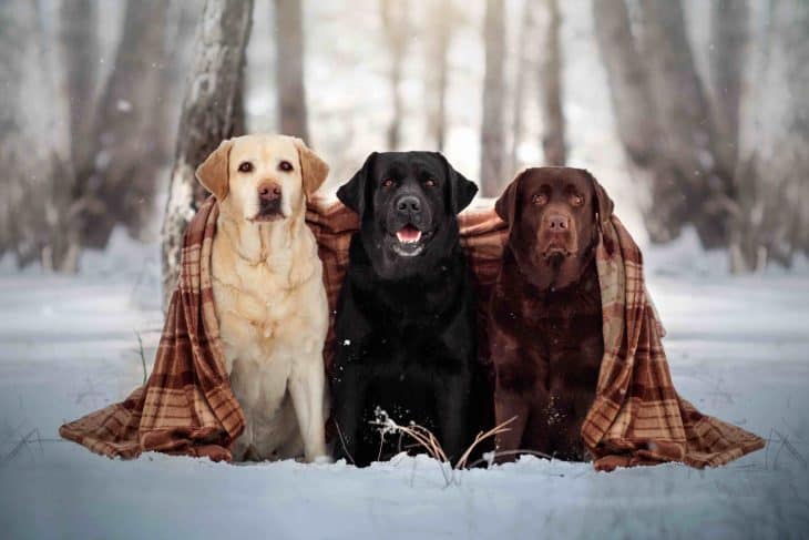 three labrador retriever dogs