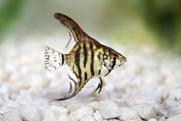 Tiger Marble angelfish, angelfish facts