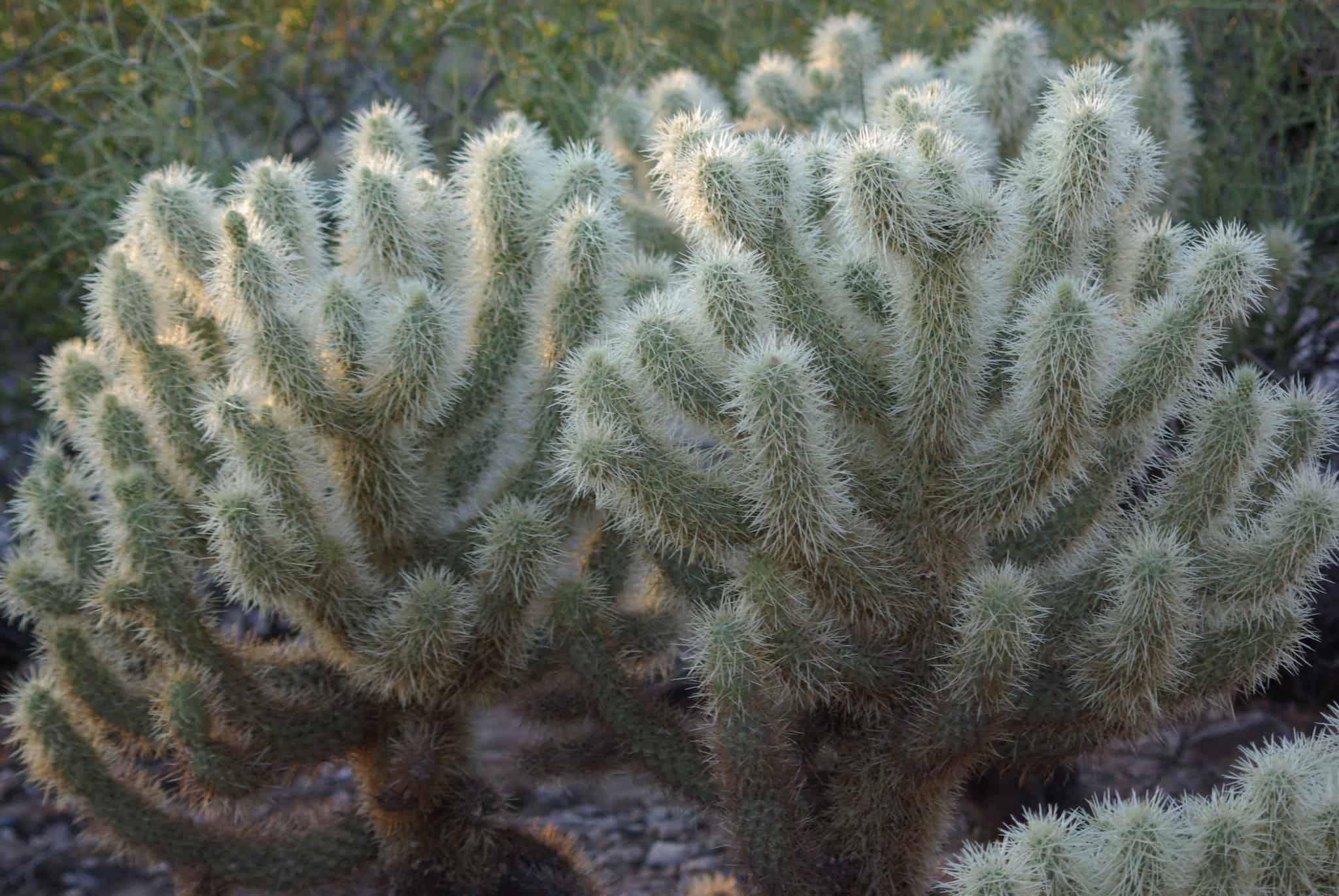 cactus, big, plant, desert