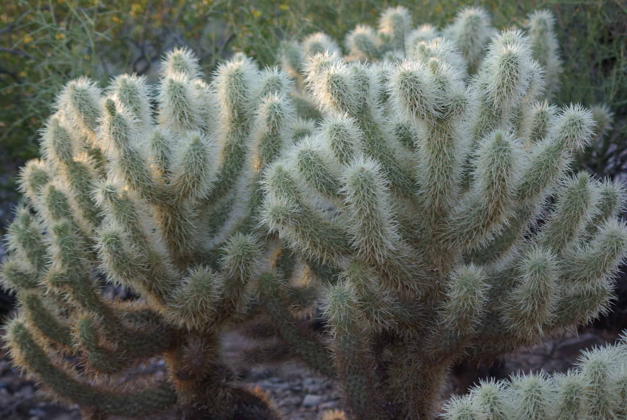 jumping cholla cactus