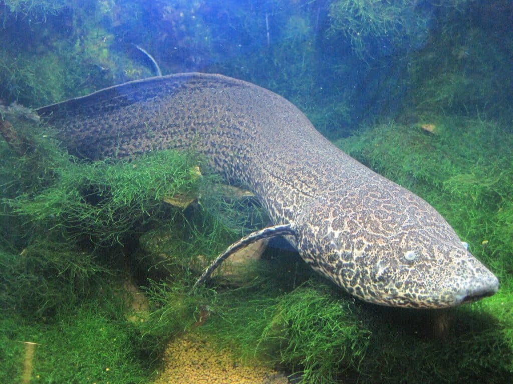 lungfish