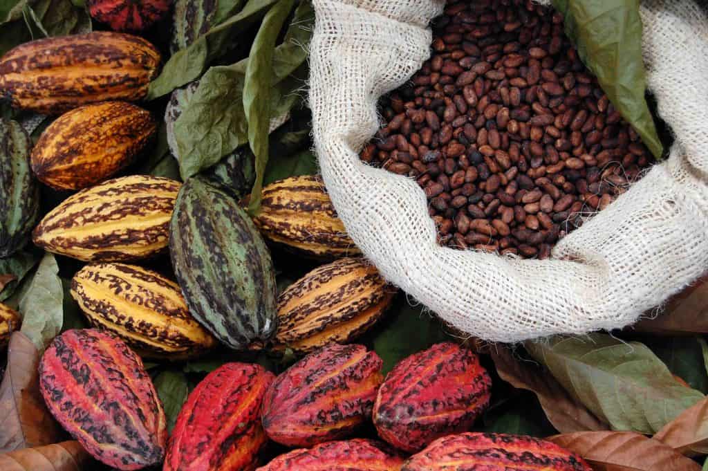 Cocoa Beans, Cacao Beans, types of beans