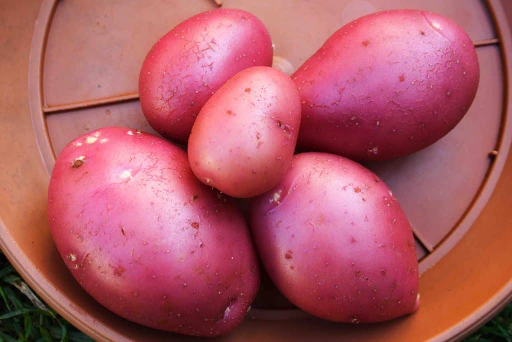 Desiree Potatoes