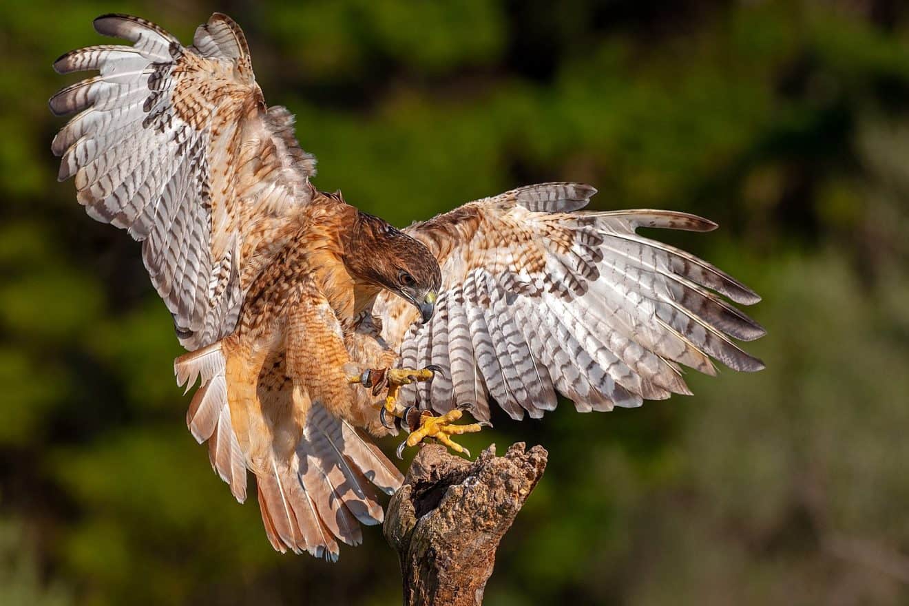 50 Red Tailed Hawk Facts About The Large Bird of Prey - Facts.net