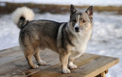30 Wolf Corgi Facts About Swedens Herding Dog 