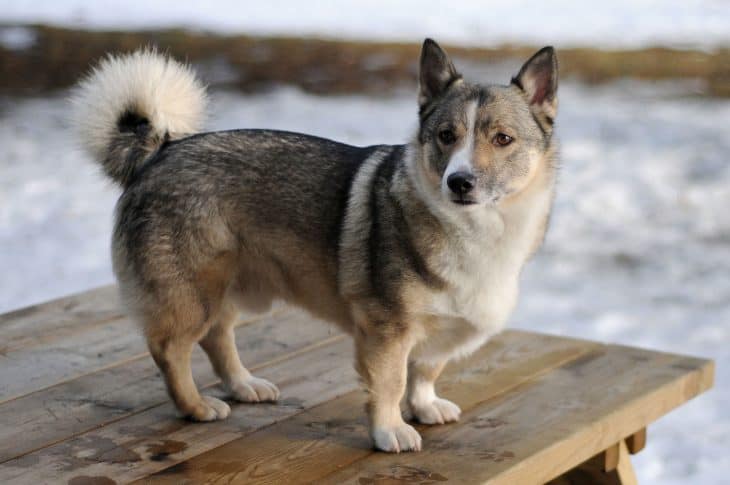 Wolf Corgi Facts, Wolf Corgi