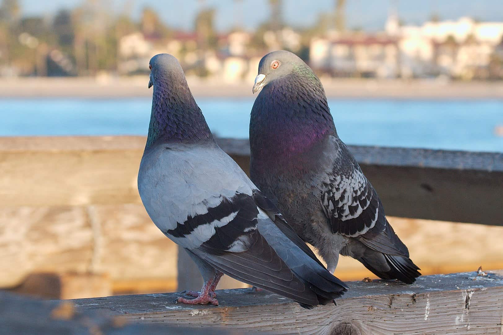 50 Pigeon Facts About the Most Common Bird in the World - Facts.net