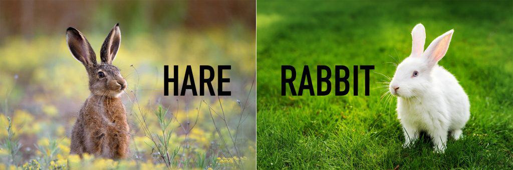 Hare Vs Rabbit What’s The Difference