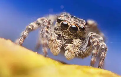 30 Jumping Spider Facts That Are Too Cute To Miss 