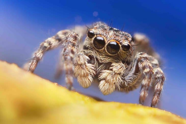 Jumping spider close up, jumping spider facts