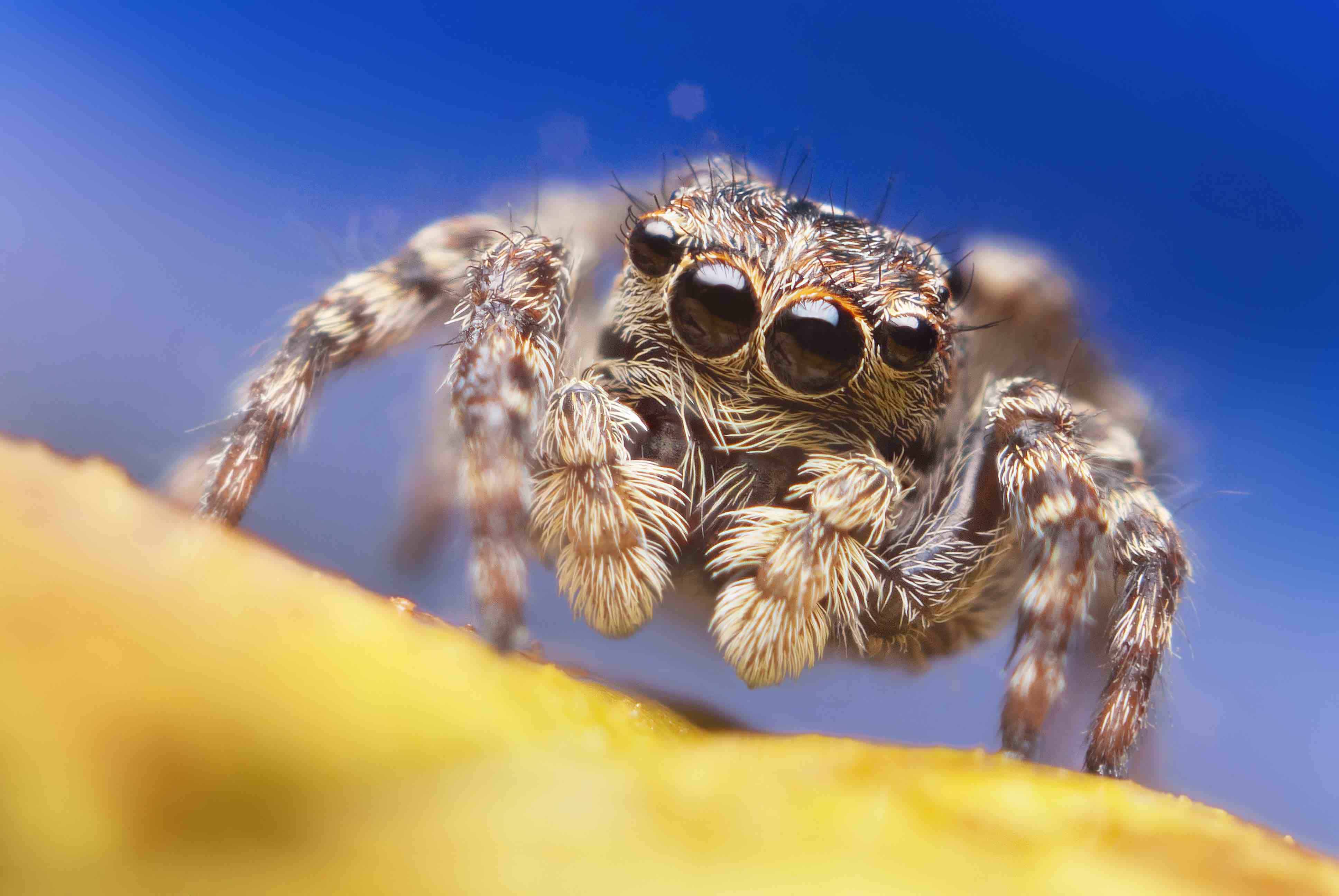 Cute Jumping Spider