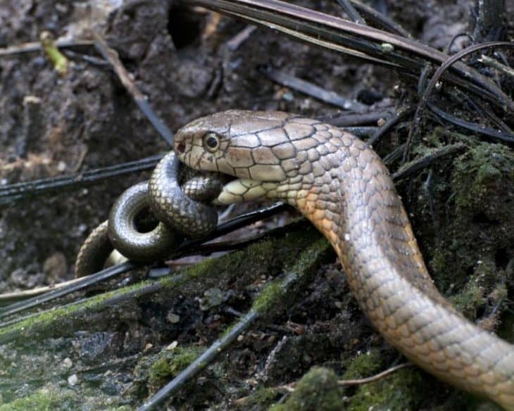 40-king-cobra-facts-explaining-its-fierceness-in-the-wild-facts