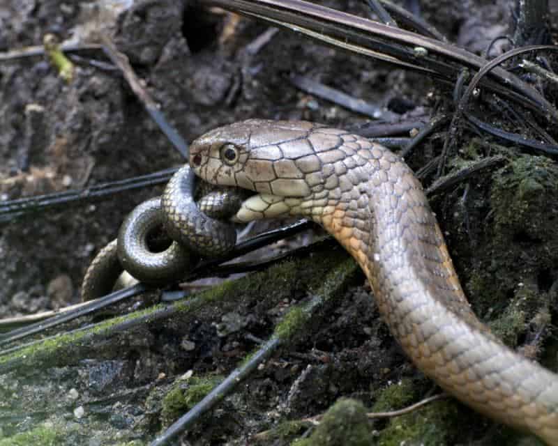 10 Incredible King Cobra Facts (No Other Snake Does #7!) - A-Z Animals