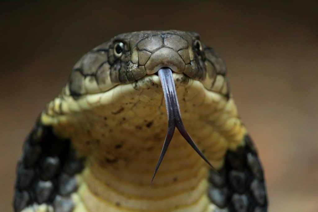 Reptile friends - Fun fact for ya! King Cobras aren't actually