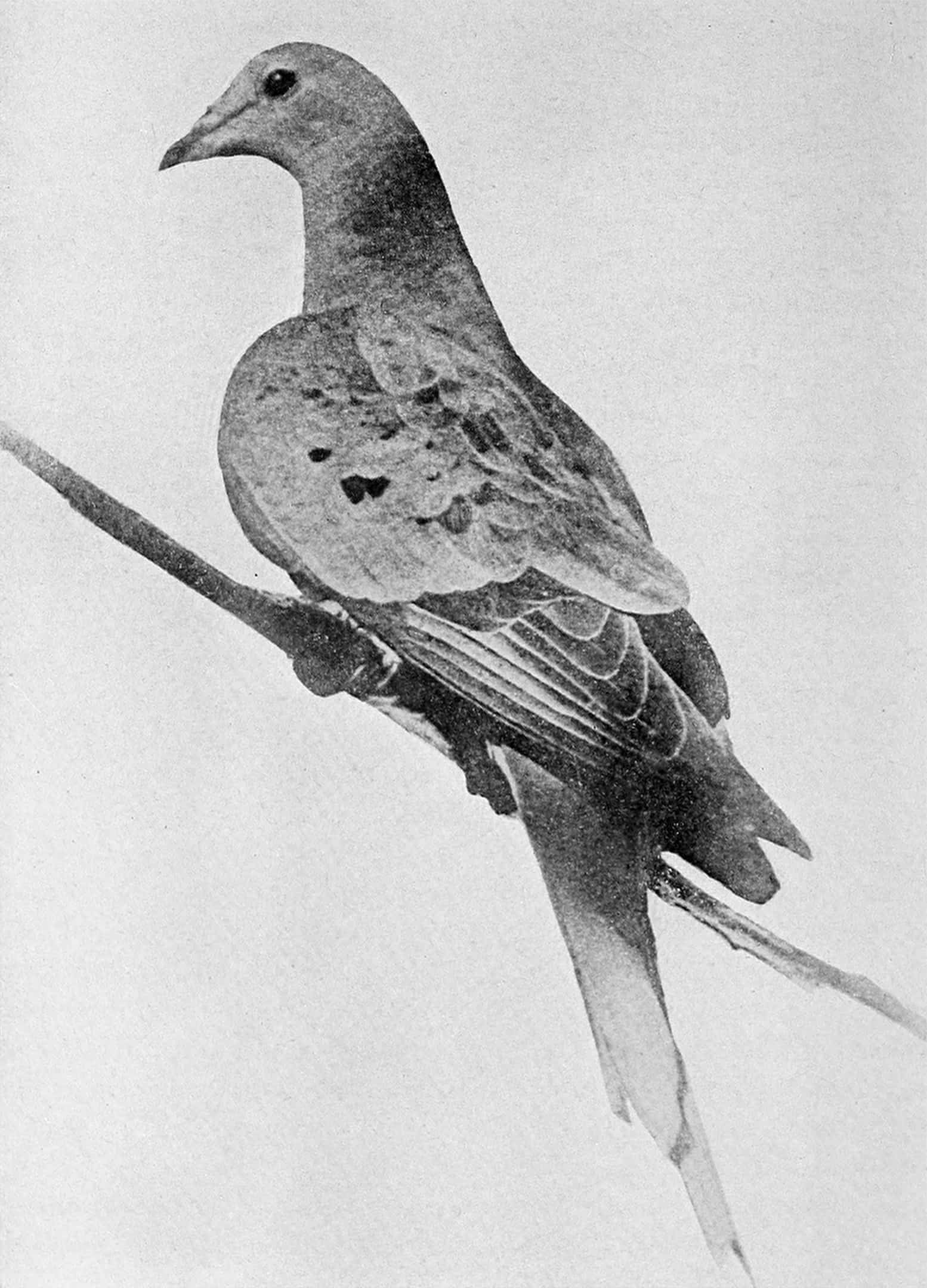 Pigeon Facts, Martha
