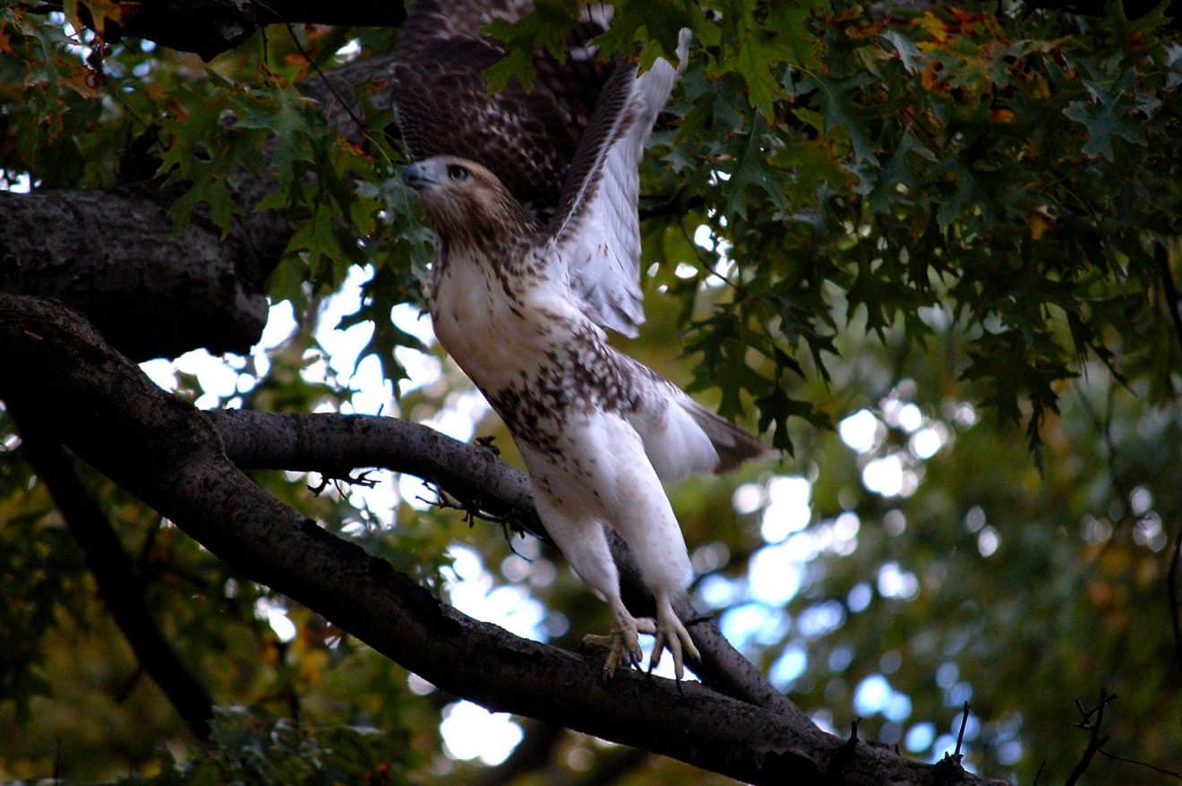 50 Red Tailed Hawk Facts About The Large Bird of Prey - Facts.net