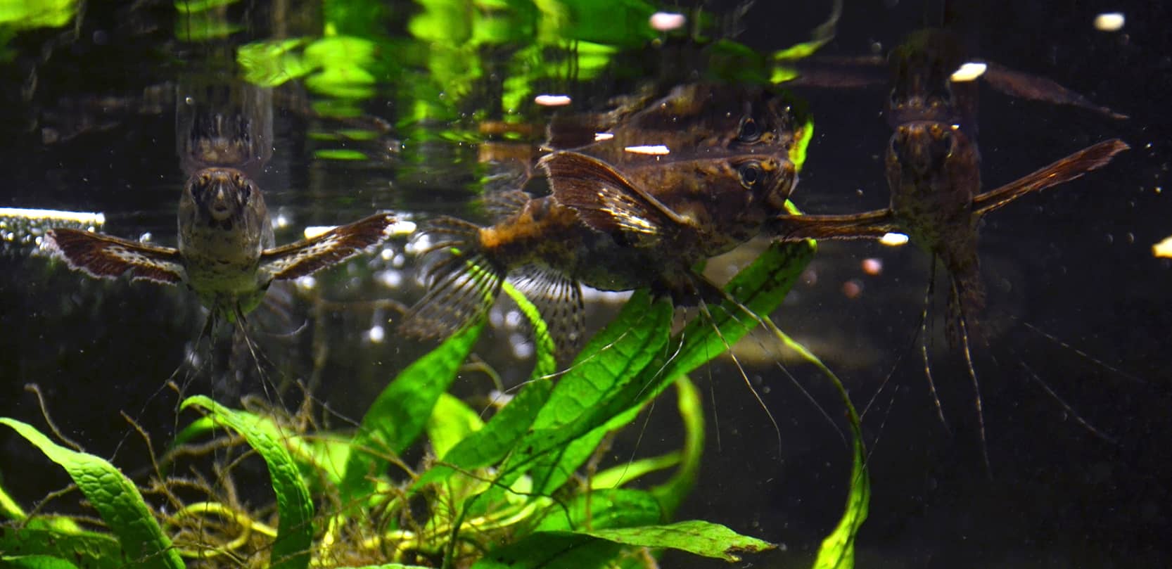 freshwater species, butterfly wings