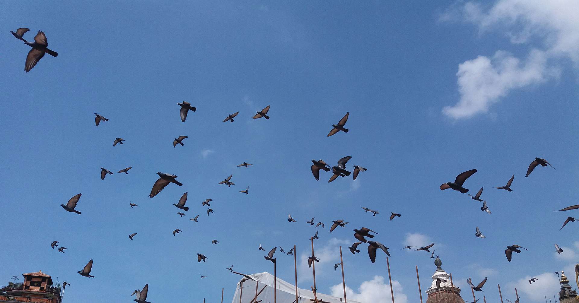 Pigeon Facts, Pigeons Flying