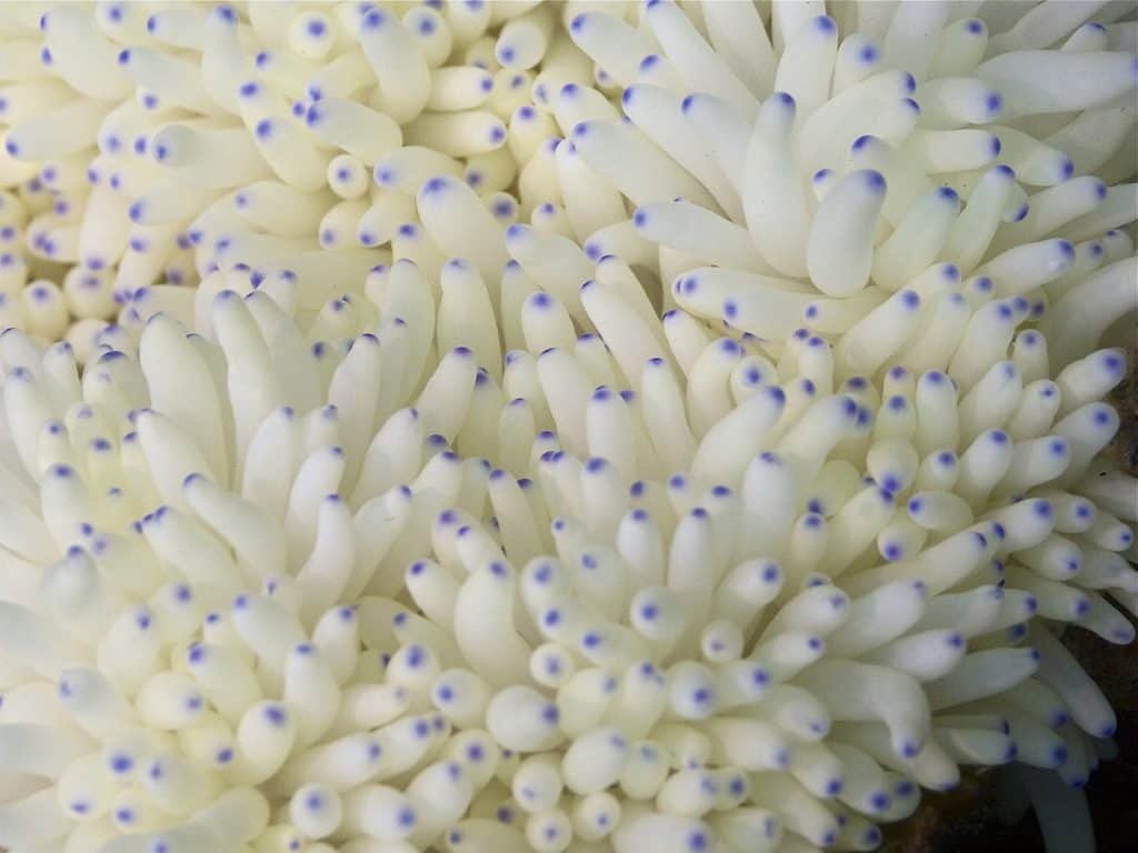 40 Squid Facts About the Popular Cephalopod in the Ocean