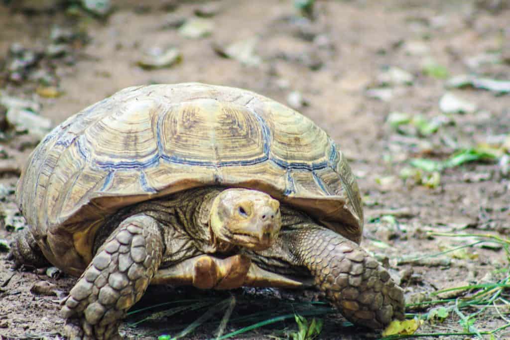 tortoise