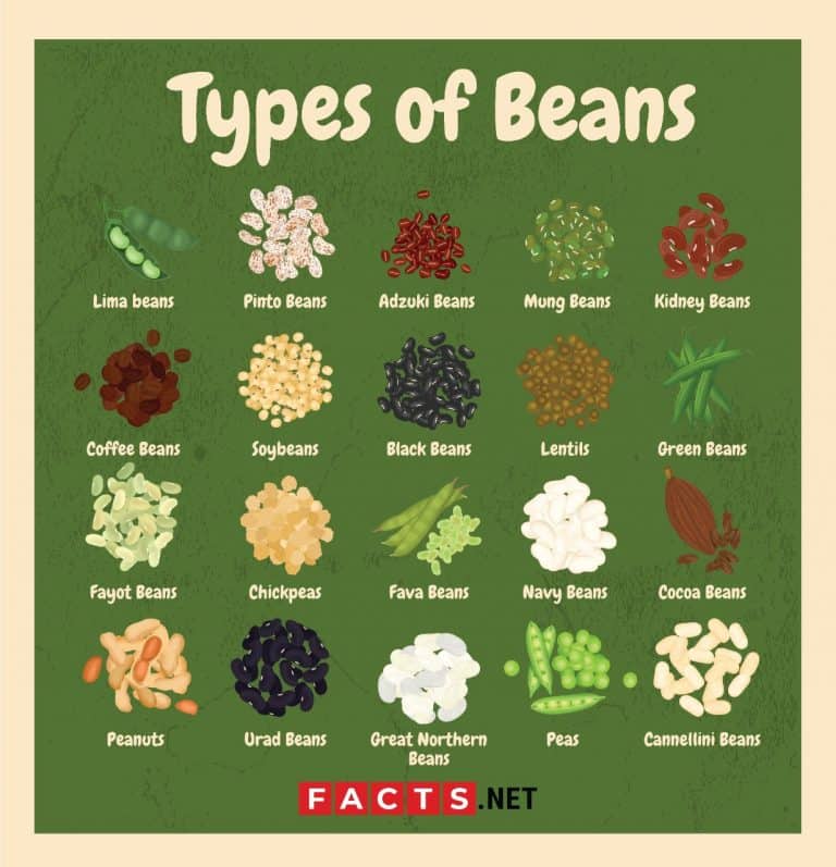 20 Types Of Beans To Cook And Plant With - Facts.net