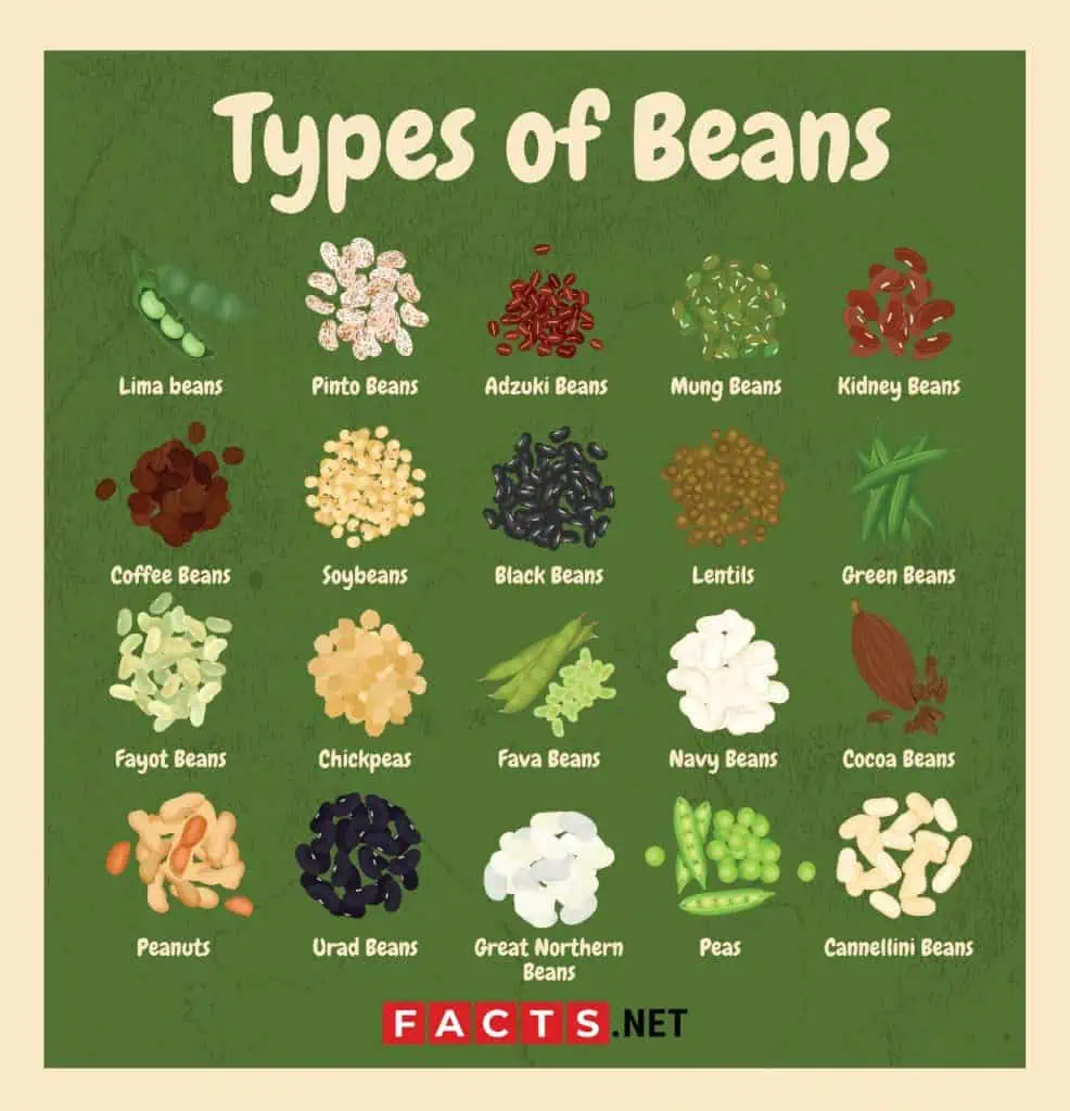 Бобы перевод на английский. Types of Beans. Bean на английском. Переводчик Beans. Бобы на английском языке.