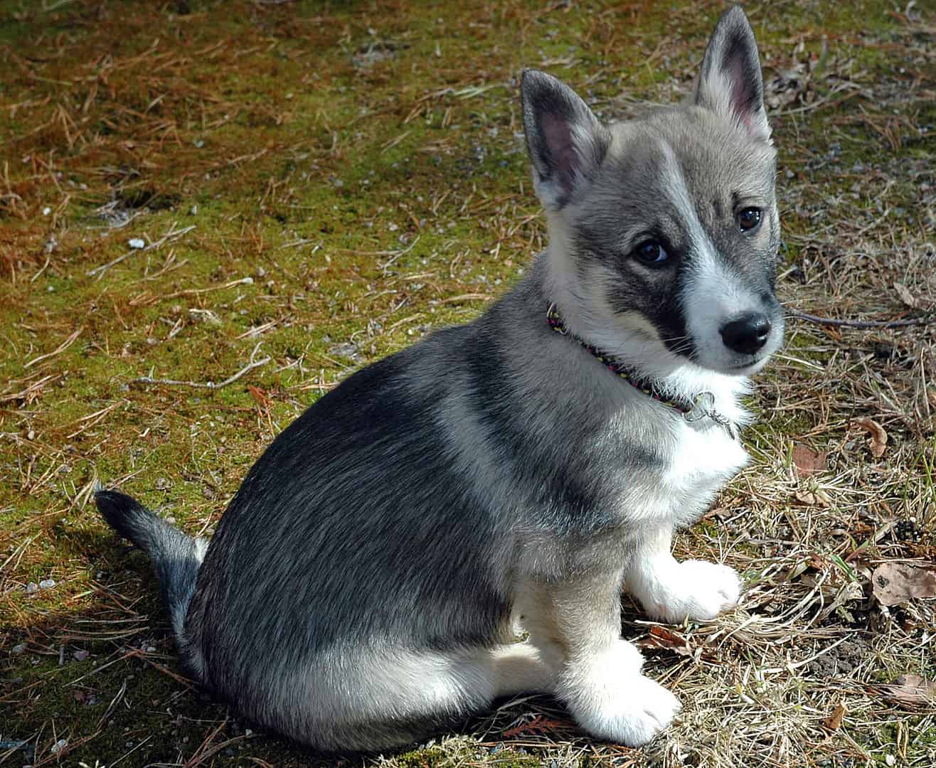 Swedish wolf hot sale corgi