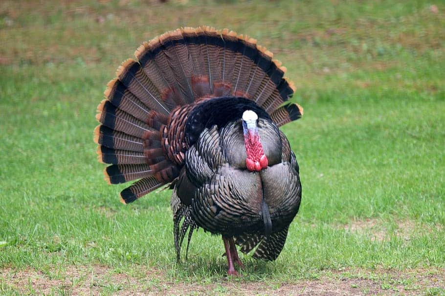 40 Facts About Turkeys To Get You Stuffed For Thanksgiving 