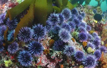 40 Sea Urchin Facts About These Spiky Creatures 